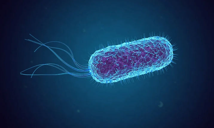 adherent-invasive Escherichia coli