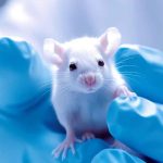 Exercise and Magnesium Sulfate Improve Infertility Caused by Lithium Carbonate in Male Rats