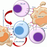 capacity of differentiated PD‑L1 CAR‑modified UCB‑CD34+ cells and PD‑L1 CAR‑modified UCB‑CD34+‑derived NK cells in killing target cells