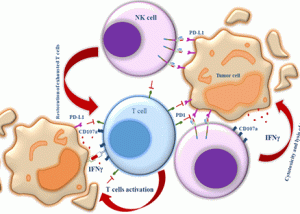 capacity of differentiated PD‑L1 CAR‑modified UCB‑CD34+ cells and PD‑L1 CAR‑modified UCB‑CD34+‑derived NK cells in killing target cells