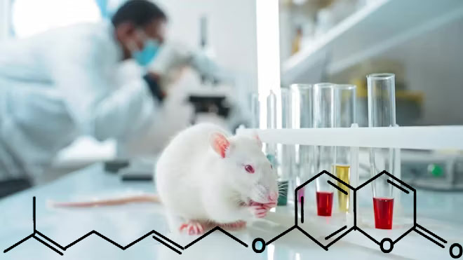 Protective-effects-auraptene