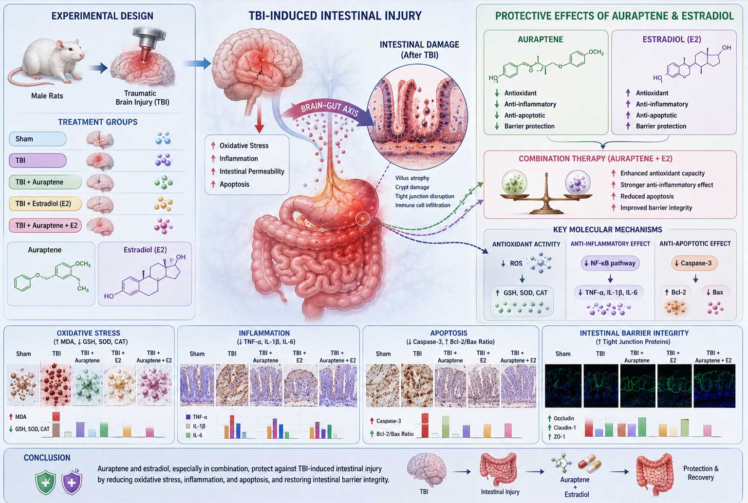 Protective effects auraptene alone and in combination with estradiol on intestine injury induced by traumatic brain injury in male rats: The role of oxidative stress